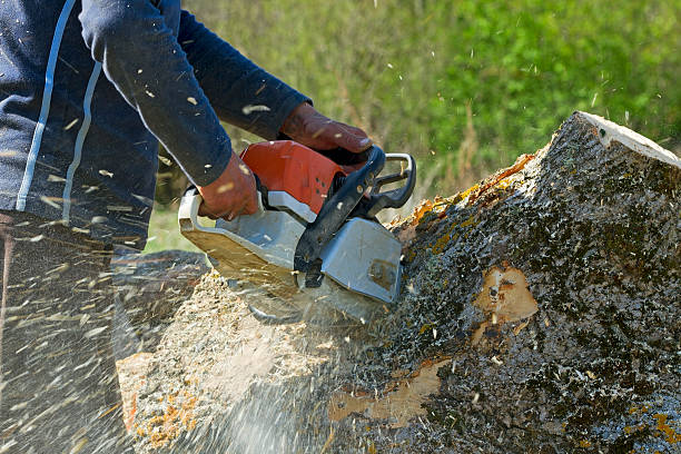 Professional Tree Removal in Waianae, HI